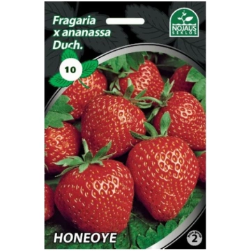 10 gab. HONEOYE frigo Zemeņu stādi