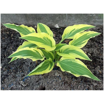 Hosta 'Lakeside Dragonfly', P13 Hosta