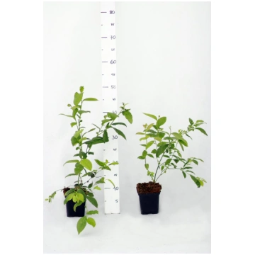Blaubeere 'Chandler' 50-70 cm Topf 1,5 l