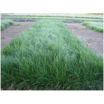 Auzene sarkanā 1kg, Mauriņam sēklas, Sēklas - Agri