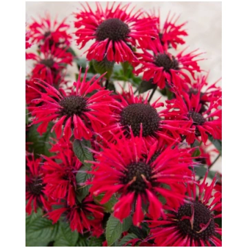 Monarda didyma Red | A.M. ozoli