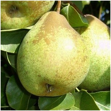 Bumbiere Belorusskaja pozdņaja /Pyrus/