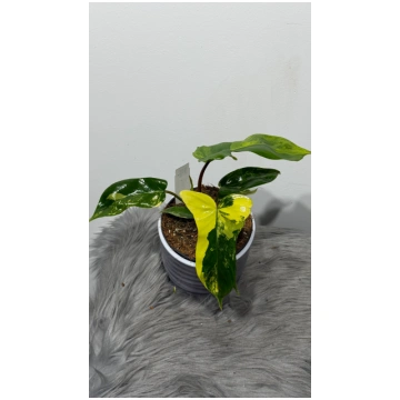Philodendron FLORIDA Beauty Augi-Plants