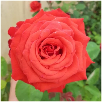 Sarkana - Tējhibrīdroze - vidēji smaržīga roze - s