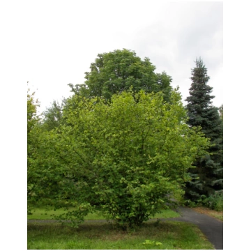 Corylus avellana (Parastā lazda), konteiners C7