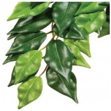 Hagen EXOTERRA ROSLINA FICUS M 007287 (01556123040