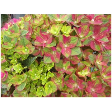Hydrangea macrophylla Rembrandt® Rosso Glory Donna