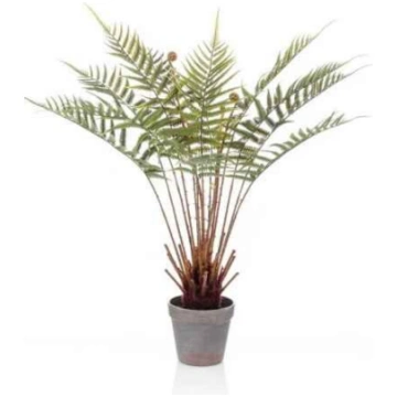 Lietots - Fern dicksonia 60cm