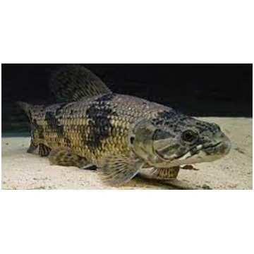 HOPLIAS AIMARA - PESCE LUPO 35 + cm