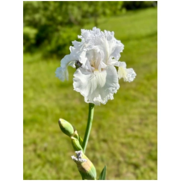 Tall Bearded Iris ‘Fogbound’ | Elegant Ruffled Iri