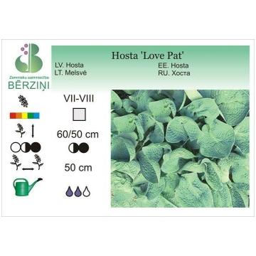 Hosta 'Love Pat', Hosta