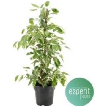 Telpaugi Ficus benj. "Golden King"(fikuss)
