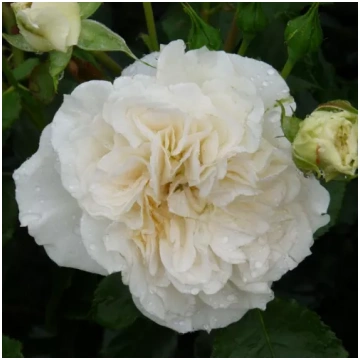 Balta - dobes floribundroze - maigi smaržīga roze 