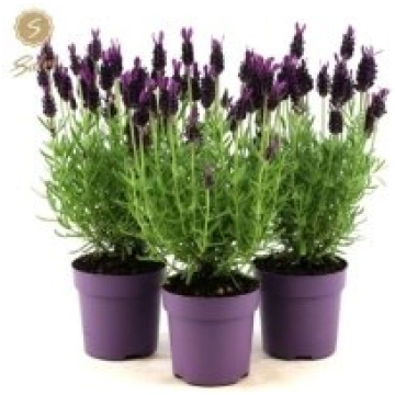 Telpaugi Lavandula st. "Anouk"(lavanda)
