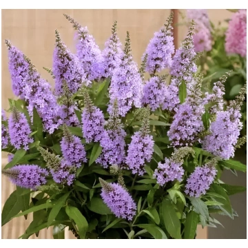 Budleja “Butterfly Candy Little Sweetheart”