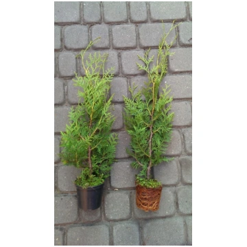 Tuje Brabant Thuja Brabant 40-60cm 0,5-1L Topf Leb