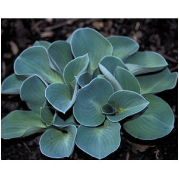 Hosta 'Blue Mouse Ears', Hosta