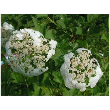 Viburnum opulus Fertilis Donnadipiante - Vendita p