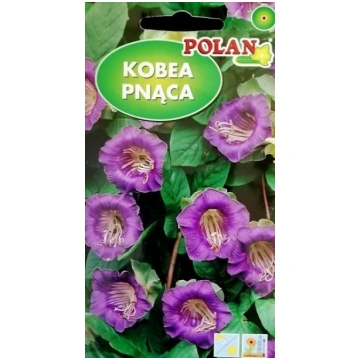 Kobejas violetas 6 gab Polan A.P. 12/2026