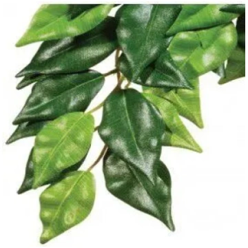 Auglis Hagen ExoTerra Ficus M — dzīvs terārija aug