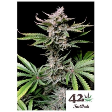 Fast Buds - Cherry Cola Auto - 100 Semi