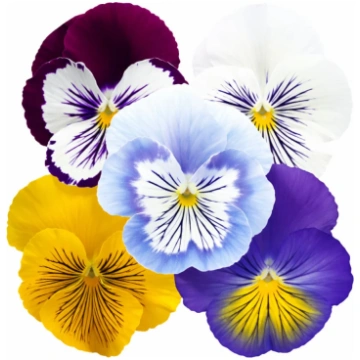 Lielziedu atraitnīte Cats® Plus Mix | Viola x witt