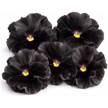 Lielziedu atraitnīte Flamenco Black Moon F1 sēklas
