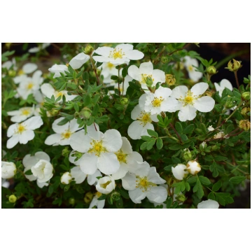 Potentilla fruticosa 'Abbotswood' Parast
