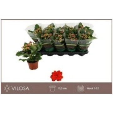 Telpaugi Kalanchoe double blossfeldiana(kalanhoja)
