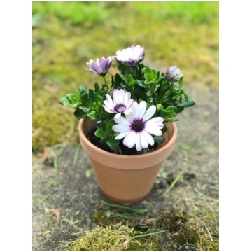 Osteospermum