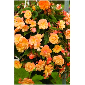 Begonia tuberhybrida Illumination Apricot Shades |