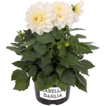 Dahlia hortensis Labella Medio White | A.M. ozoli