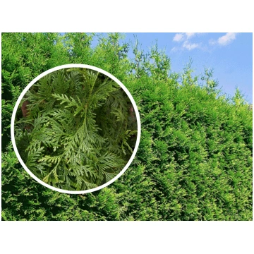 Tūja "Brabant" 30-40 cm 25 gb