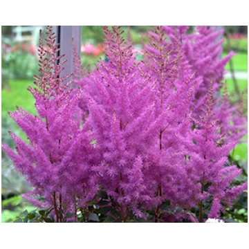 Astilbe 'Nemo', Astilbe (syn. Astilbe ch