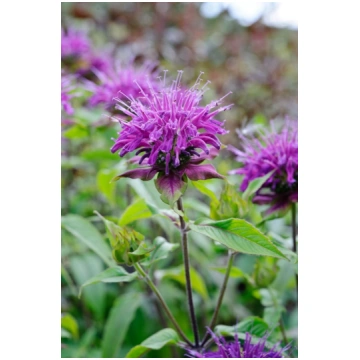 Monarda Blaustrumpf- monarda