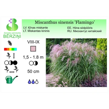 Miscanthus sinensis 'Flamingo', Miskante