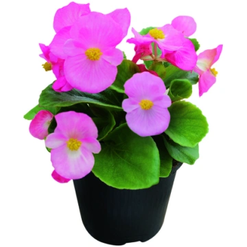 Begonia semperflorens Super Cool Pink | A.M. ozoli