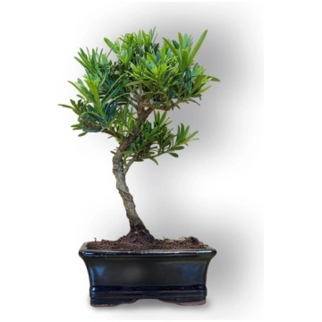 Buddhist pine bonsai, Ref. 8105