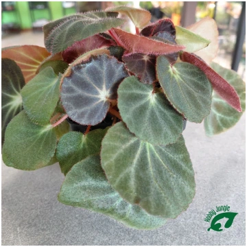 Begonia subacida - Medium