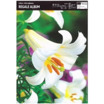 LILIJAS REGALE ALBUM R-RINKINIAI-PAVASARIS