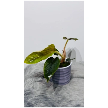 Philodendron Serpens Augi-Plants
