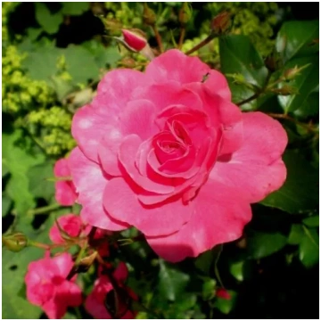 Rozā - dobes floribundroze - nesmaržīga roze - Bad