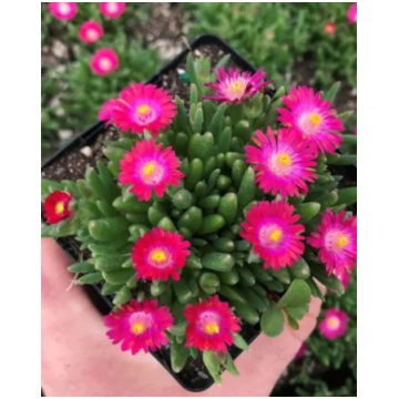 Delosperma cooperi Jewel of Desert Amethyst | A.M.