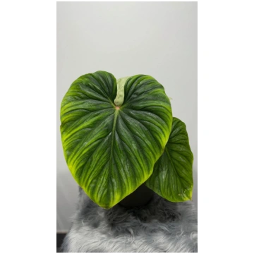 Philodendron Plowmanii Augi-Plants
