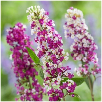 Buddleia davidii 'Berries Cream' Dāvida 