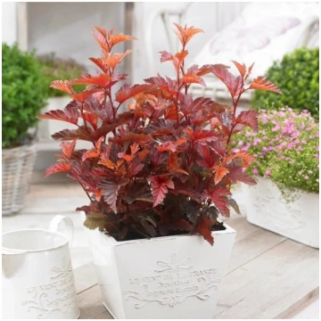 Fizokarps, irbeņlapu ,,Little Angel,, /Physocarpus
