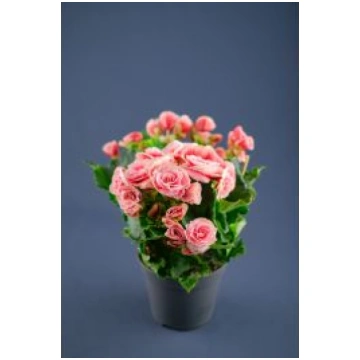 BEGONIA p13 Palete