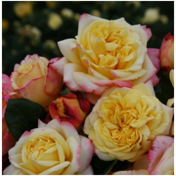 KORDES 'JUBILEE