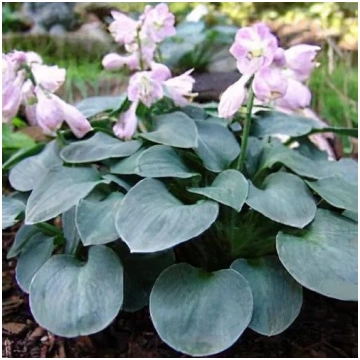 Hosta BLUE MOUSE EARS P9 - Lauku Bodite