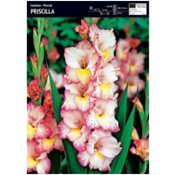 GLADIOLAS PRISCILLA R-RINKINIAI-PAVASARIS